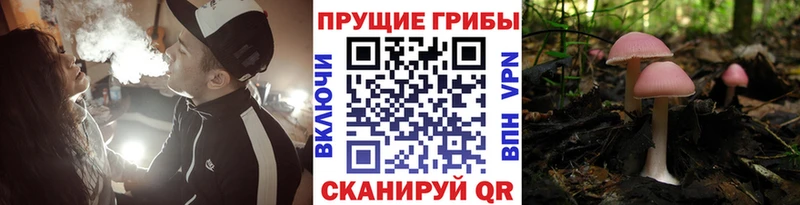 Галлюциногенные грибы Psilocybine cubensis  мега ссылки  Комсомольск-на-Амуре 